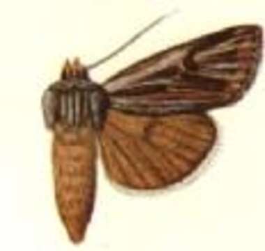 Image of Agrotis daedalus Smith 1890