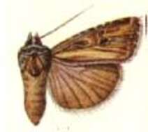 Image of Euxoa pluralis Grote 1878