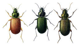 Image de Pogonus (Pogonus) luridipennis (Germar 1823)