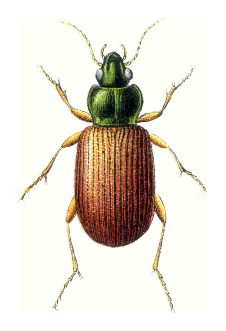 Image de Pogonus (Pogonus) luridipennis (Germar 1823)