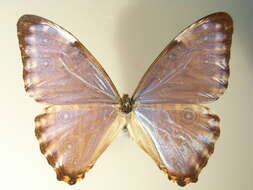 صورة Morpho thamyris Felder 1867