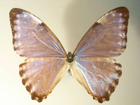 صورة Morpho thamyris Felder 1867