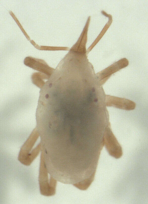 Image of snout mites