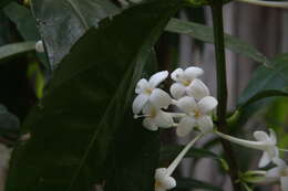 Image of Phaleria clerodendron F. Müll. ex Benth.