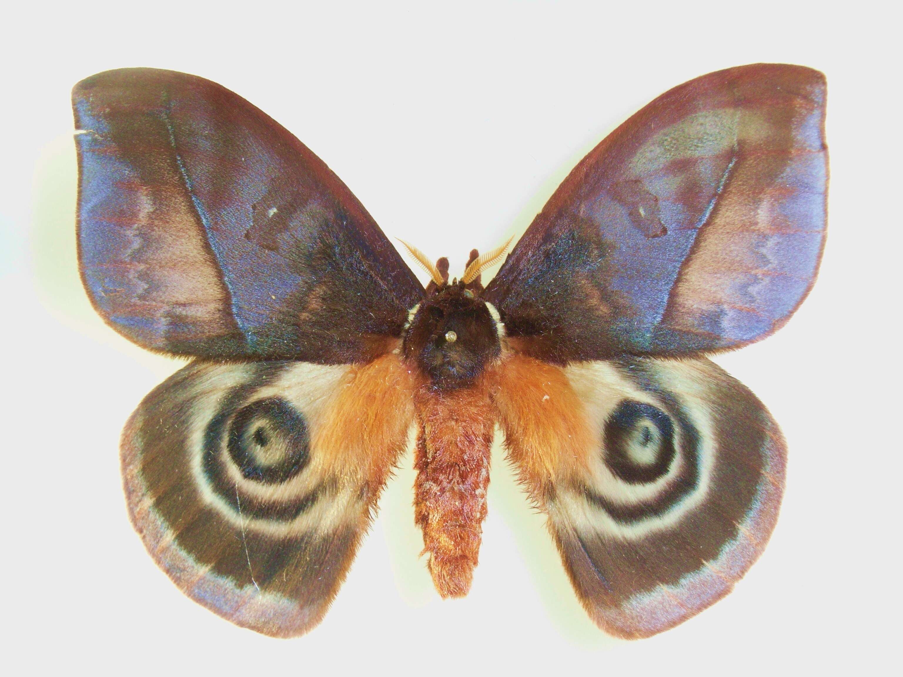 Image of Automeris larra Walker 1855