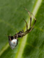 Image of Argyrodes elevatus Taczanowski 1873