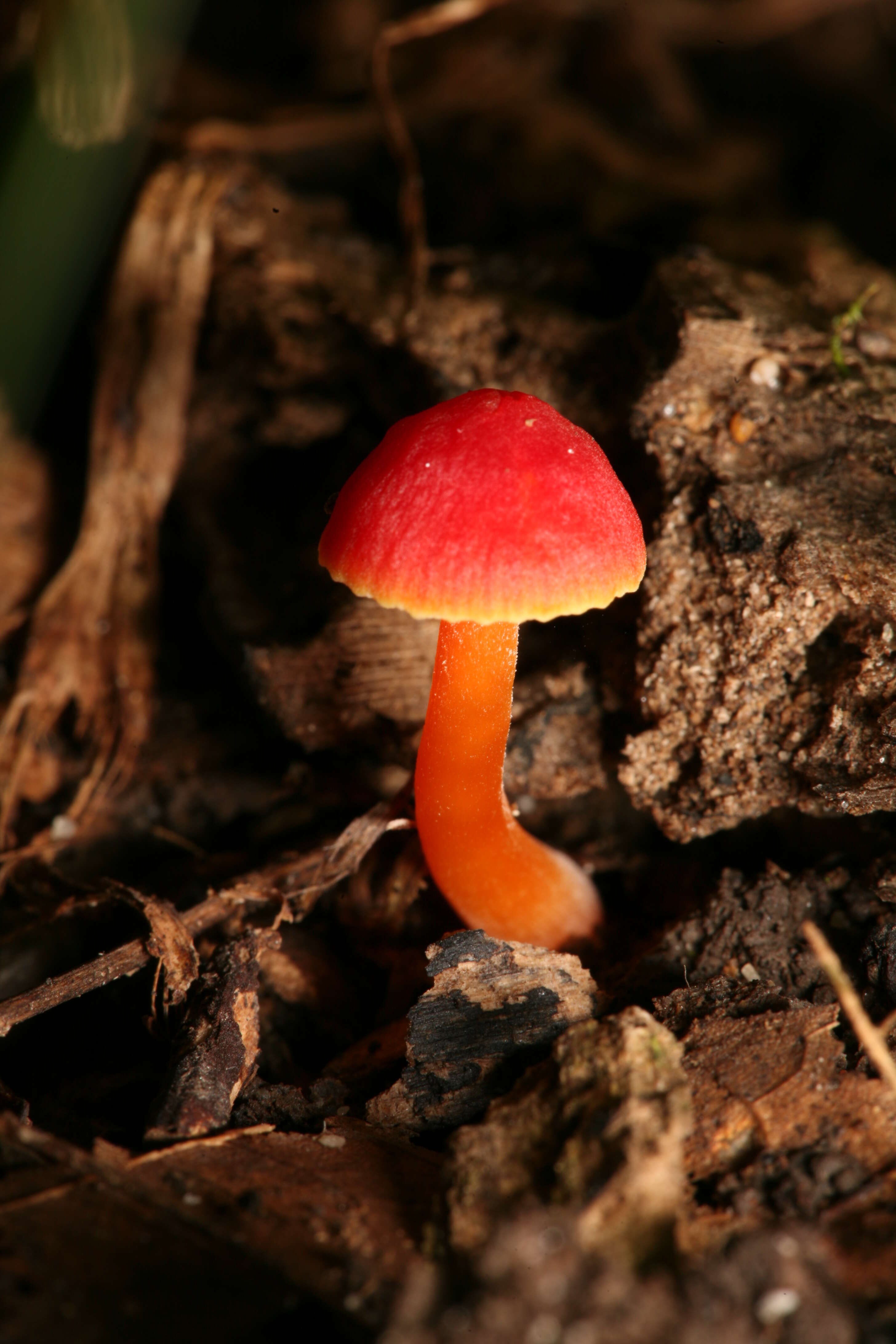 Image de Hygrophore conique