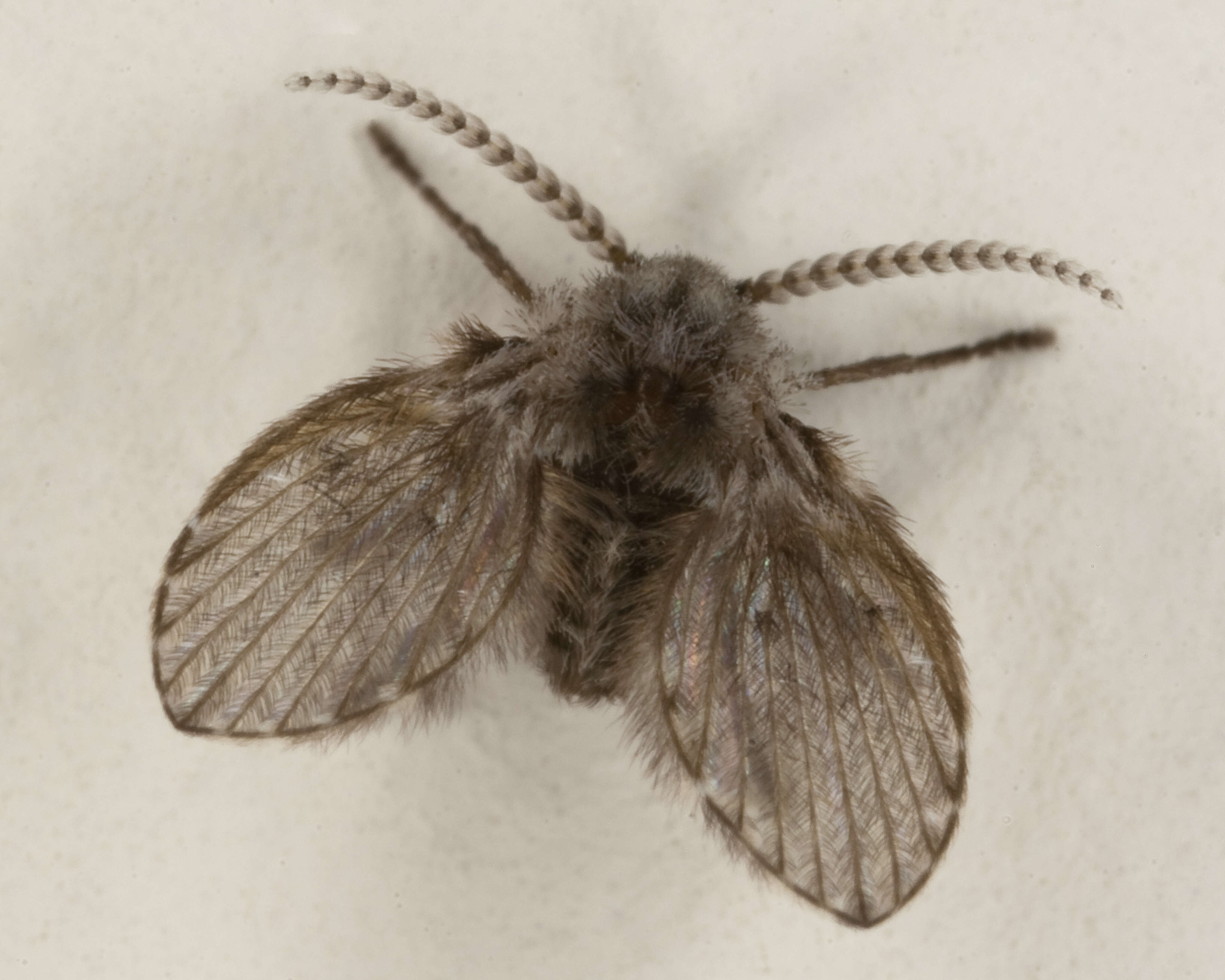 Image of Clogmia albipunctata