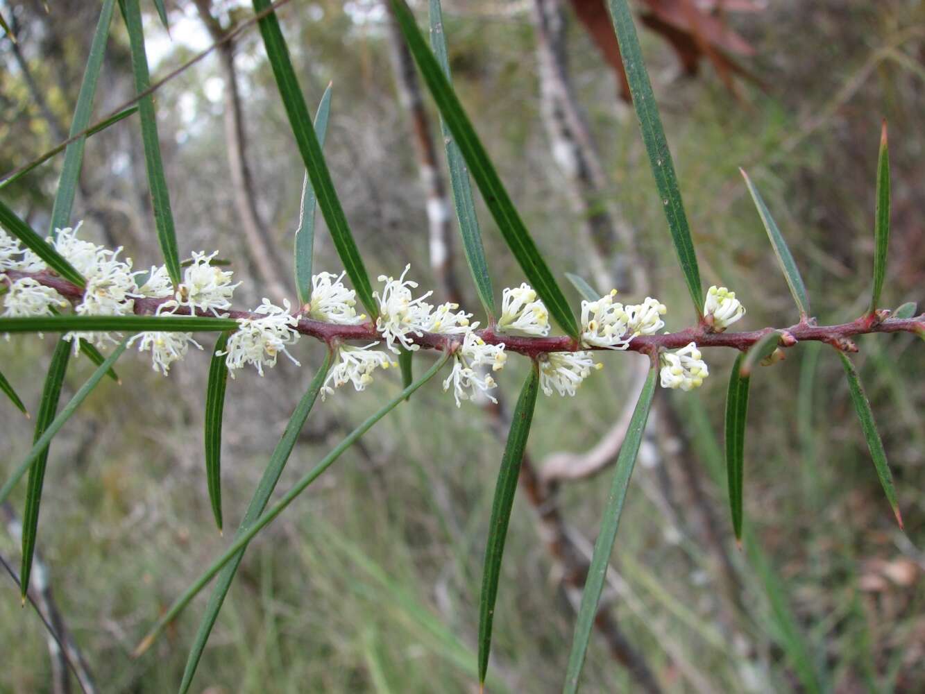 Image of pincushion tree