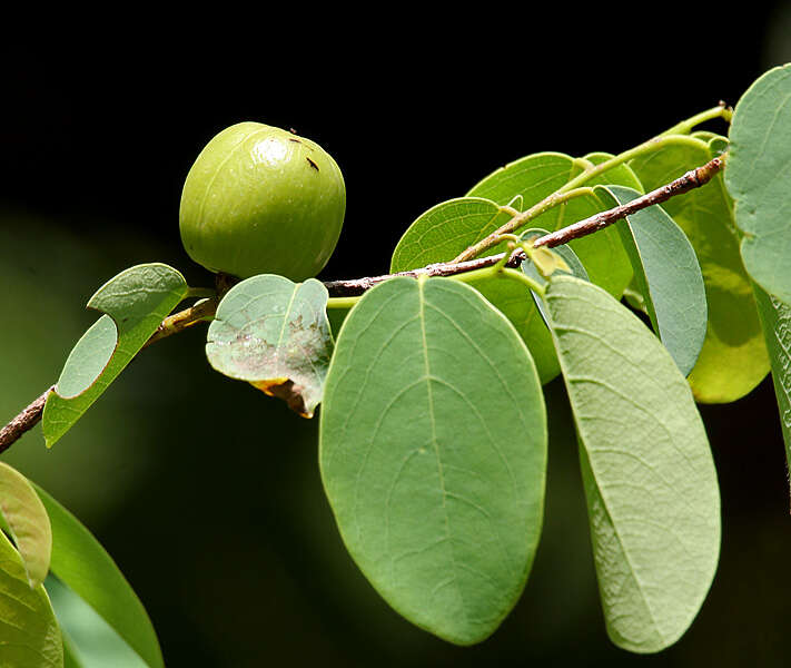 صورة Cleistanthus collinus (Roxb.) Benth. ex Hook. fil.