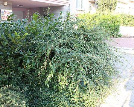 Image of Cotoneaster × watereri