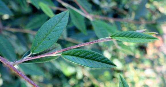 Image of Cotoneaster × watereri