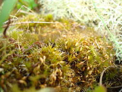 Image of campylopus moss