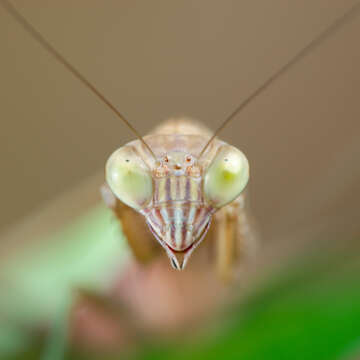 Image of Chinese mantis