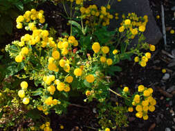 Image of Calceolaria integrifolia Murr.