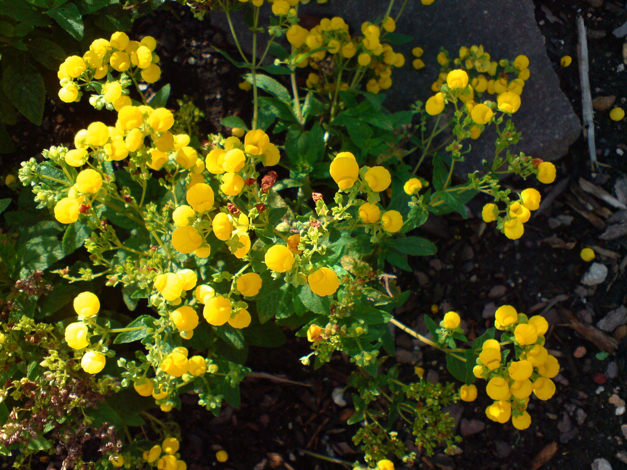 Image of Calceolaria integrifolia Murr.