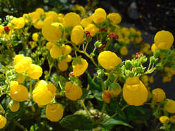 Image of Calceolaria integrifolia Murr.