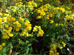 Image of Calceolaria integrifolia Murr.