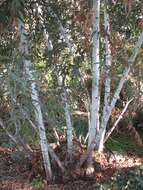 Image of Eucalyptus saxatilis J. B. Kirkpatrick & M. I. H. Brooker