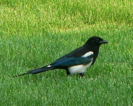 Image of Oriental Magpie