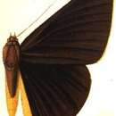 Image of Lygniodes plateni Pagenstecher 1890