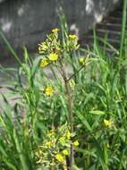 Image of Oriental false hawksbeard