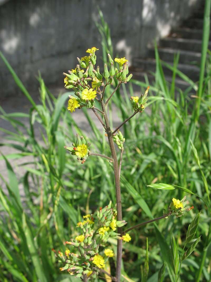 Image of Oriental false hawksbeard