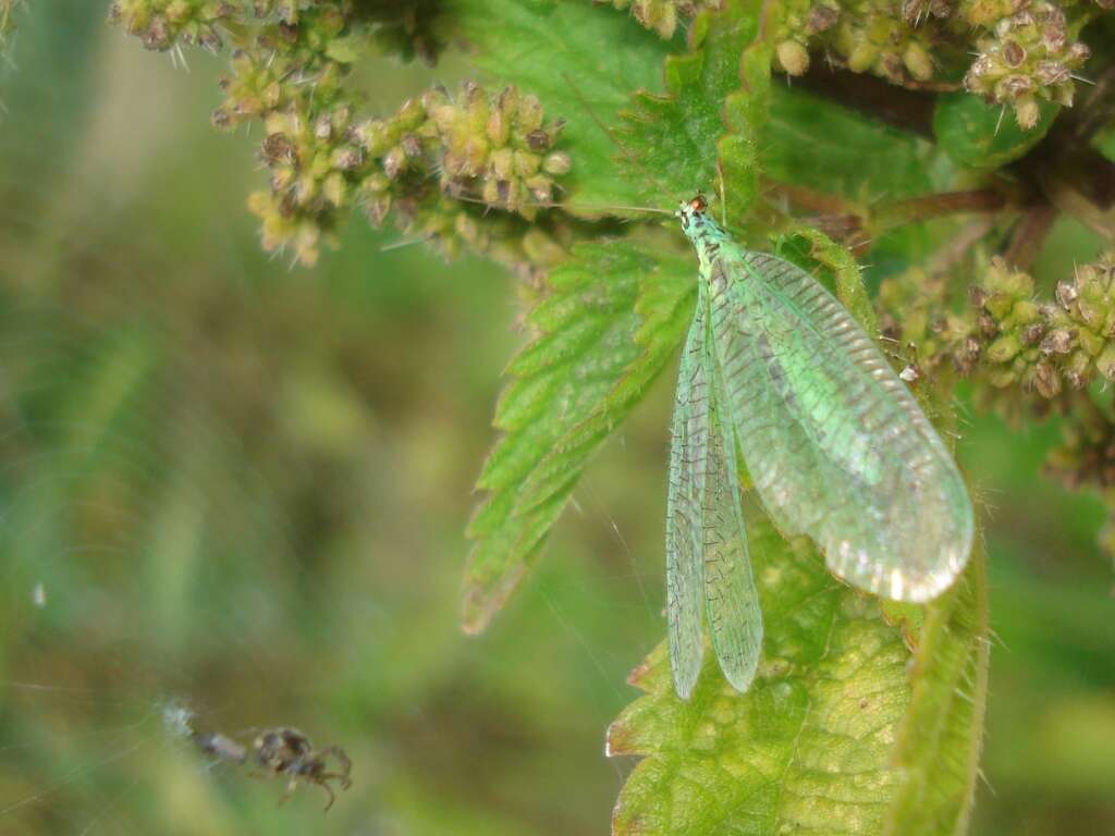 Image of Green lacewing