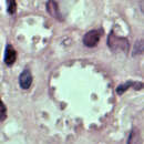 Image of Leishmania mexicana