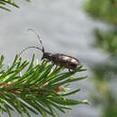 Image of Spotted Pine Sawyer