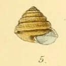Image de Sitala palmaria (Benson 1864)