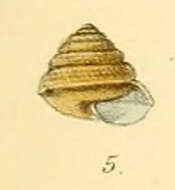 Image of Sitala palmaria (Benson 1864)