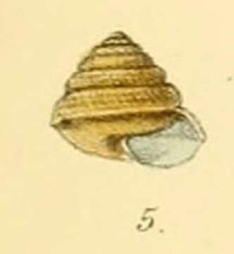 Image de Sitala palmaria (Benson 1864)