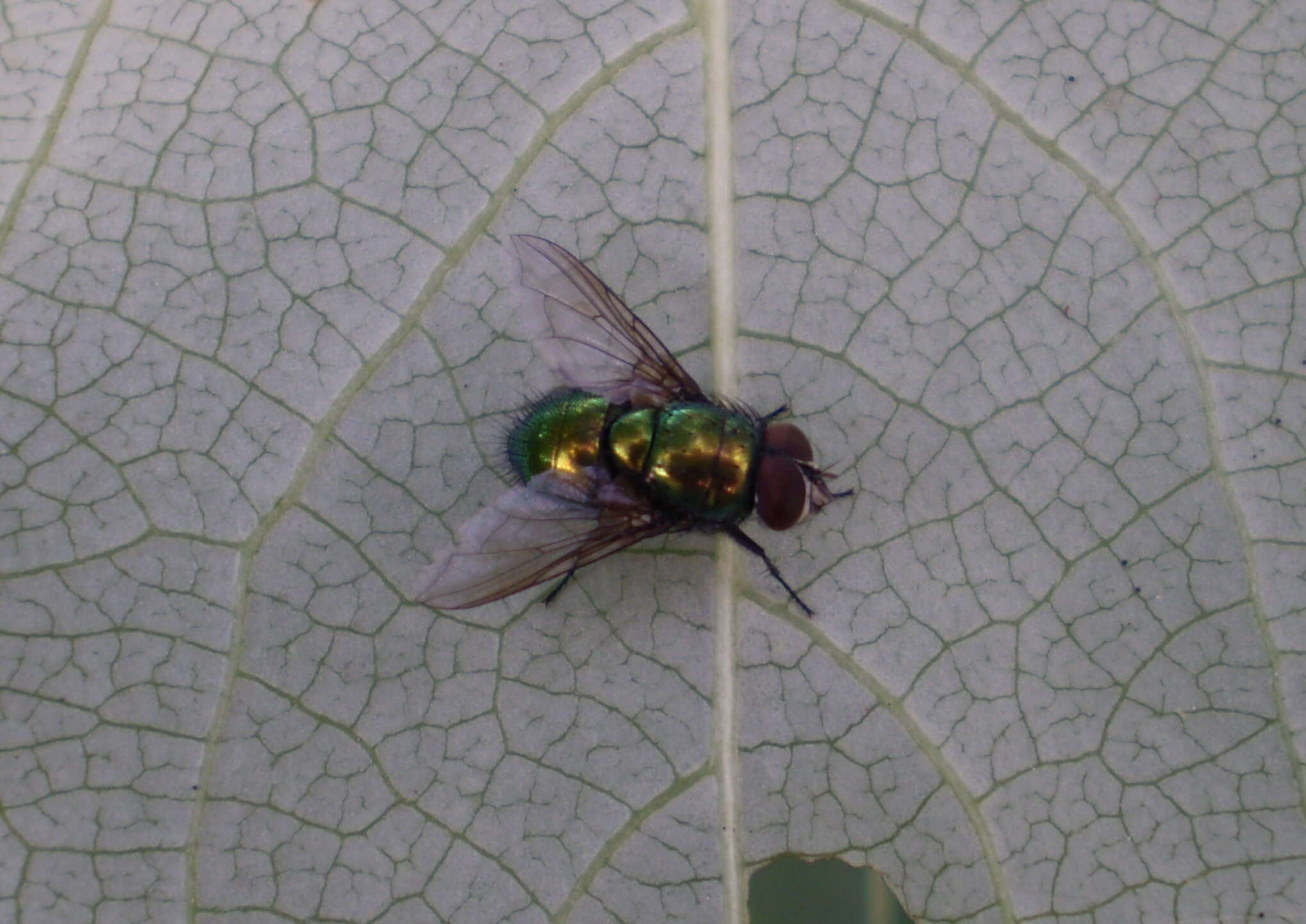 Imagem de Protophormia terraenovae (Robineau-Desvoidy 1830)