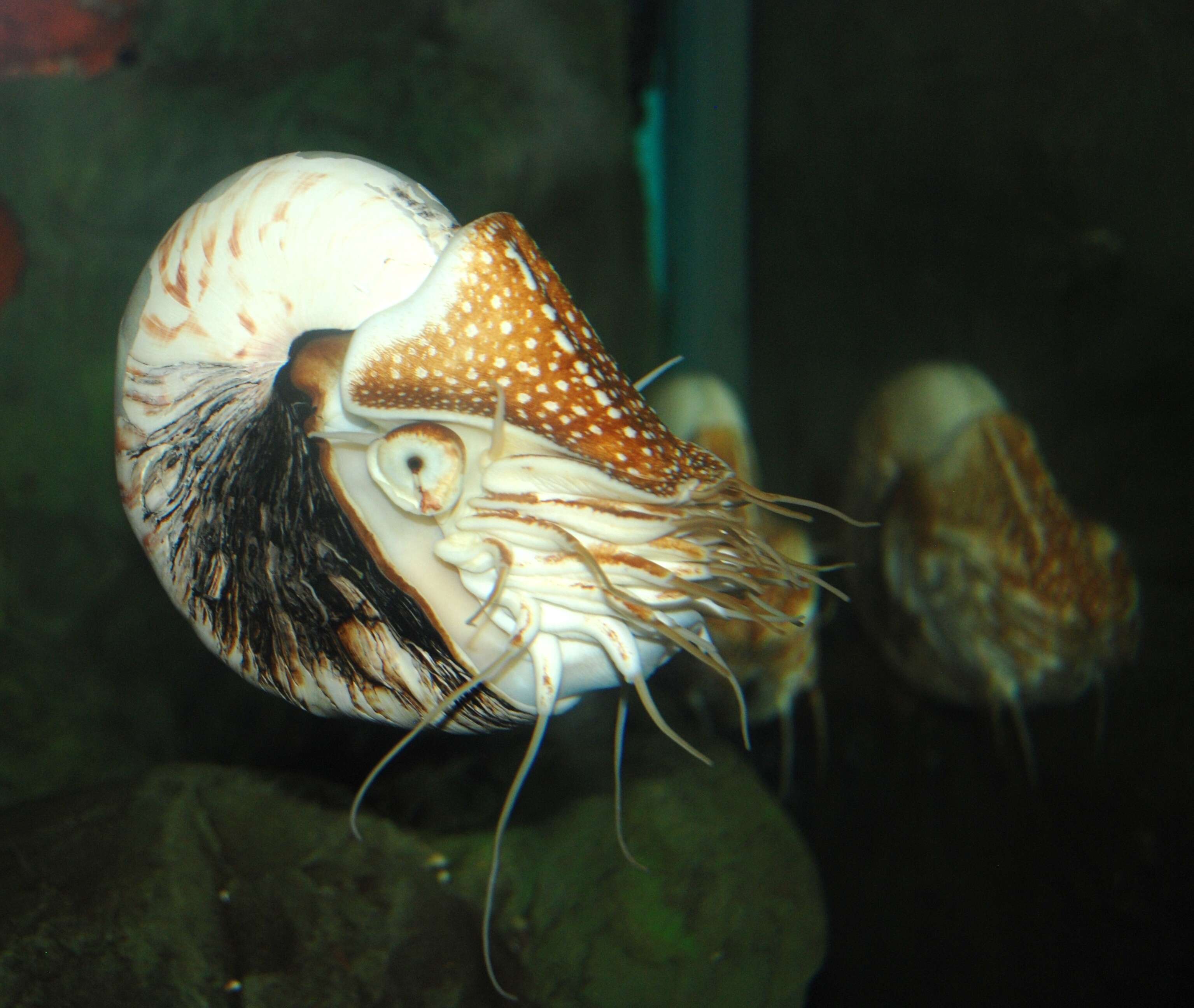 Image of chambered nautilus