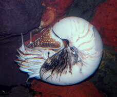 Image of chambered nautilus