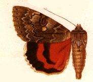 Imagem de Catocala californica W. H. Edwards 1864