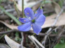 Chamaescilla resmi