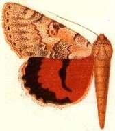 Image of Catocala electilis Walker 1857