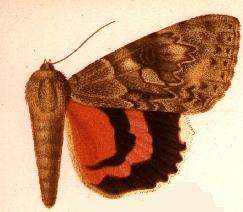 Image of Catocala electilis Walker 1857