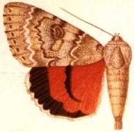 Image of Catocala hippolyta Strecker 1874