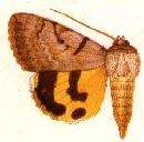 Image of Abbreviated Underwing Moth