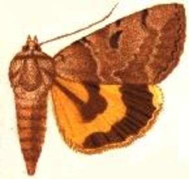 Image of Married Underwing