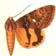 Image of Andromache Underwing