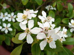 Image of Mexican Orange Blossom