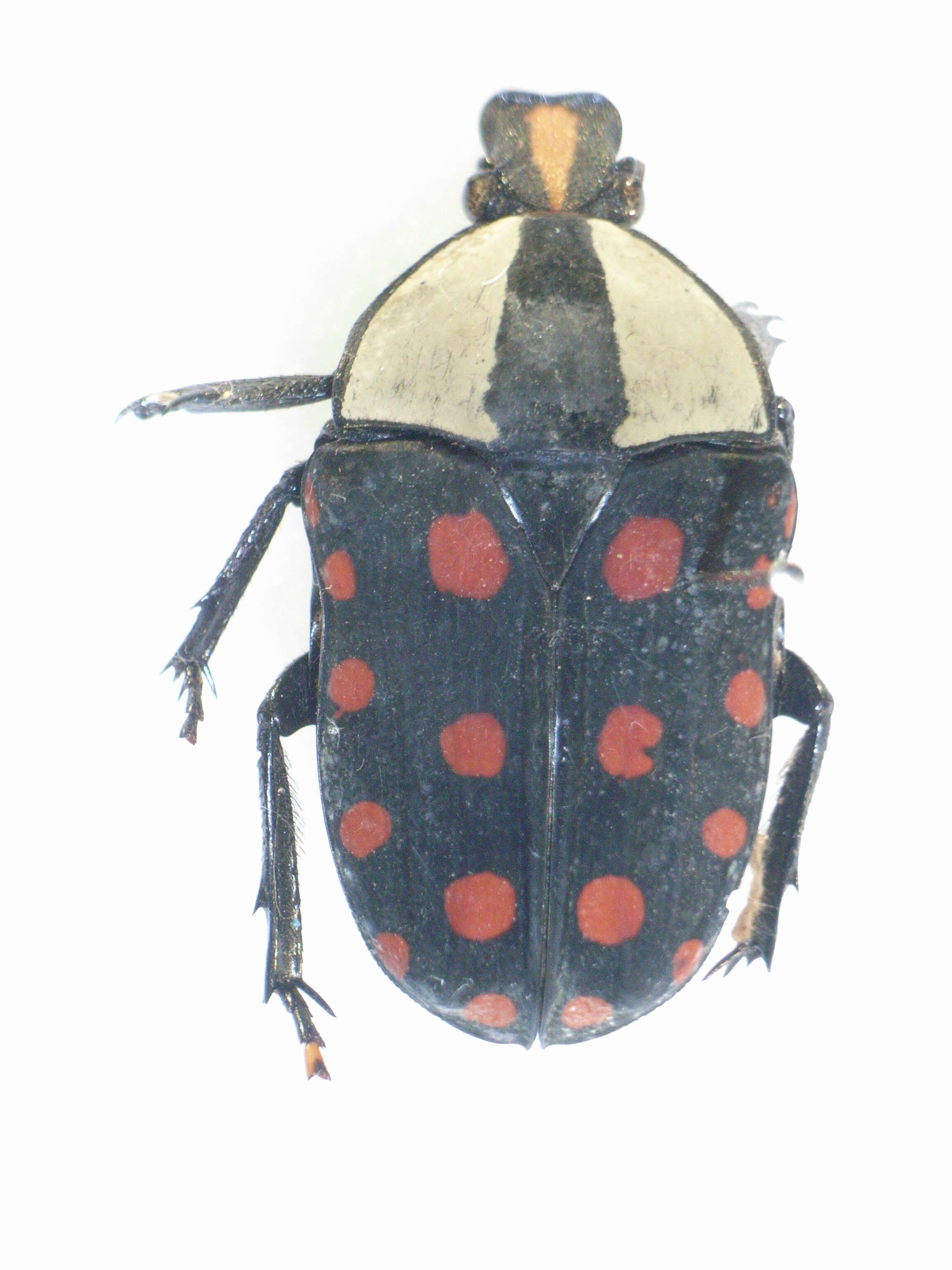 Image of Mecynorhina (Amaurodes) passerinii (Westwood 1843)