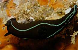 Image of Black nudibranch