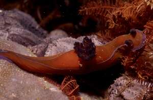 Image of Black nudibranch