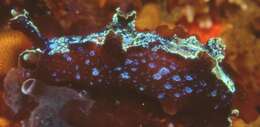 Image of Iridescent nudibranch