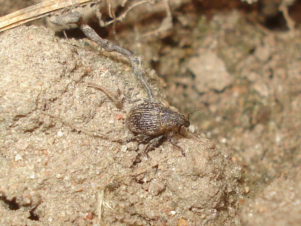 Image of Weevil